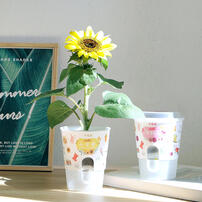 Mini Garden Self-Absorbent Planting - Assorted