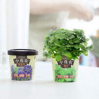 Mini Garden Spring Scenery Garden - Assorted