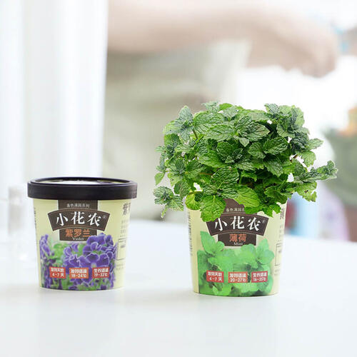 Mini Garden Spring Scenery Garden - Assorted