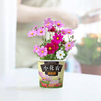 Mini Garden Spring Scenery Garden - Assorted