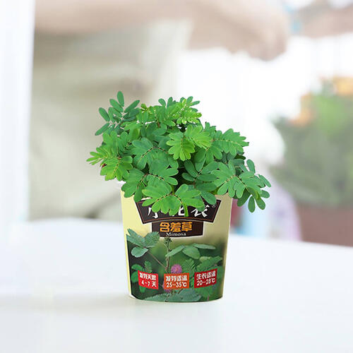 Mini Garden Spring Scenery Garden - Assorted
