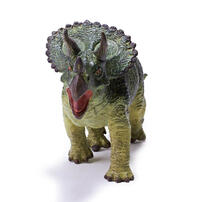 Recur Sterrholophus Marsh