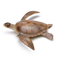 Recur Caretta Caretta