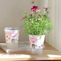 Mini Garden Self-Absorbent Planting - Assorted