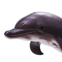 Recur Delphinidae