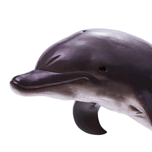Recur Delphinidae