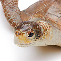 Recur Caretta Caretta