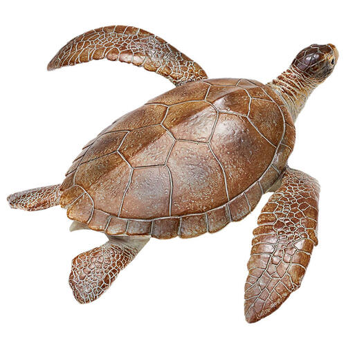 Recur Caretta Caretta