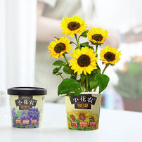 Mini Garden Spring Scenery Garden - Assorted