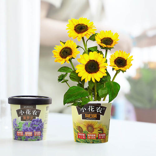 Mini Garden Spring Scenery Garden - Assorted